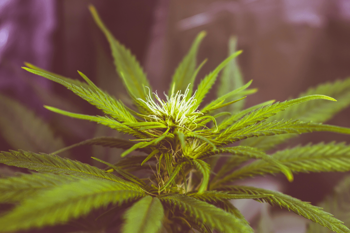 CBD – Im Rausch der Heilung